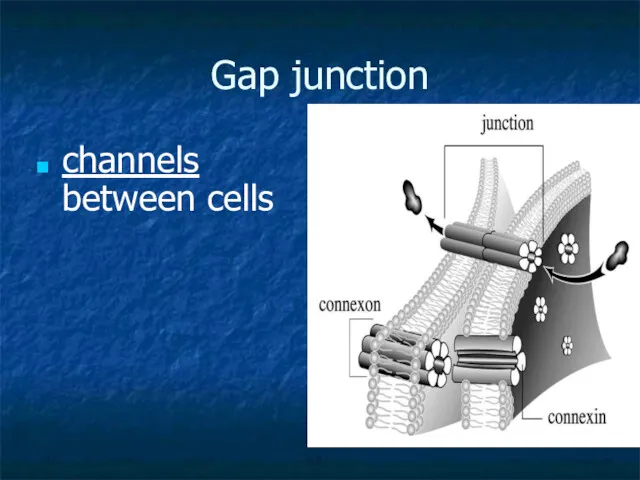 Gap junction channels between cells