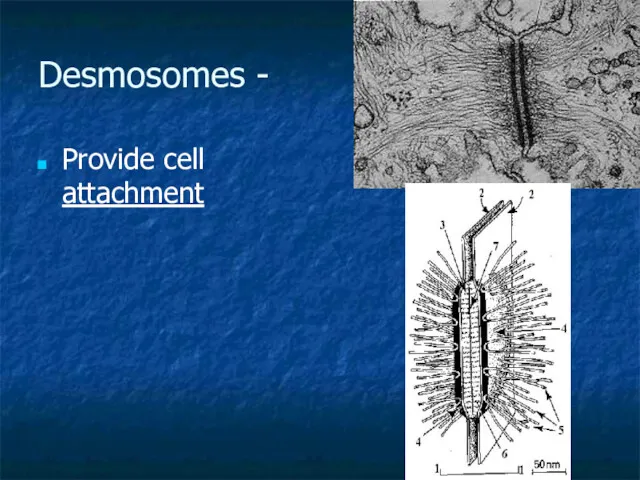 Desmosomes - Provide cell attachment