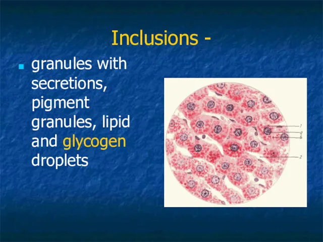 Inclusions - granules with secretions, pigment granules, lipid and glycogen droplets