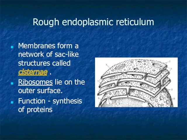 Rough endoplasmic reticulum Membranes form a network of sac-like structures called cisternae .