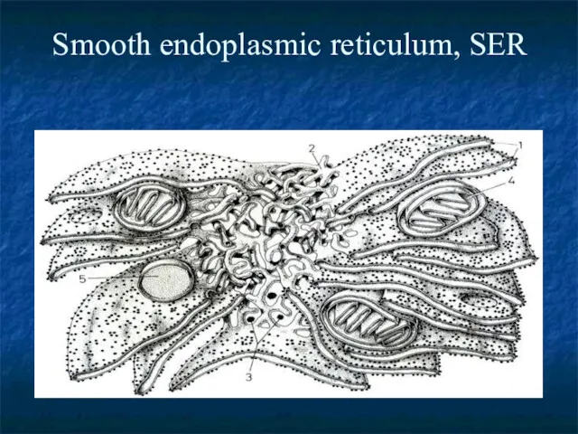 Smooth endoplasmic reticulum, SER