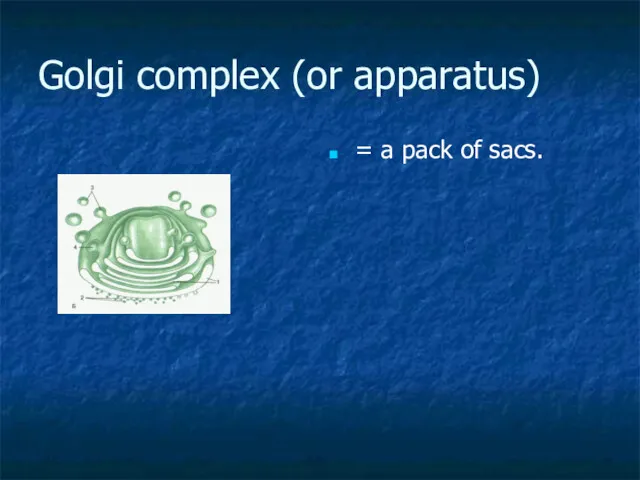 Golgi complex (or apparatus) = a pack of sacs.