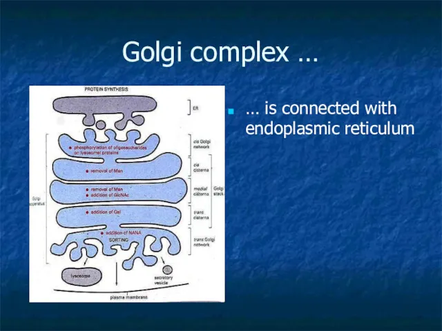 Golgi complex … … is connected with endoplasmic reticulum