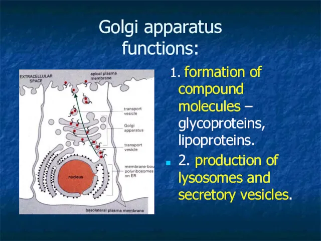 Golgi apparatus functions: 1. formation of compound molecules – glycoproteins, lipoproteins. 2. production