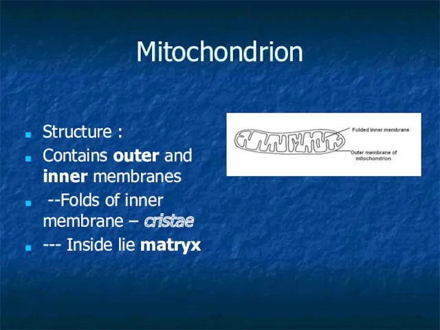 Mitochondrion Structure : Contains outer and inner membranes --Folds of