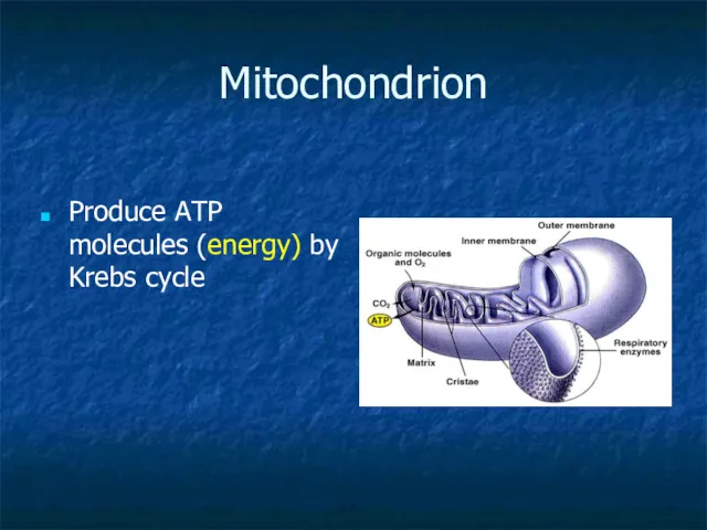Mitochondrion Produce ATP molecules (energy) by Krebs cycle