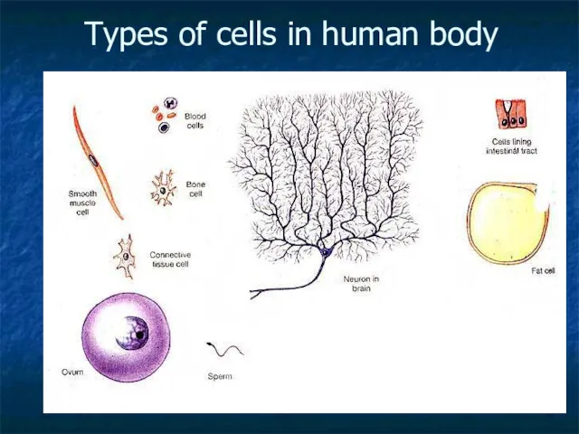 Types of cells in human body