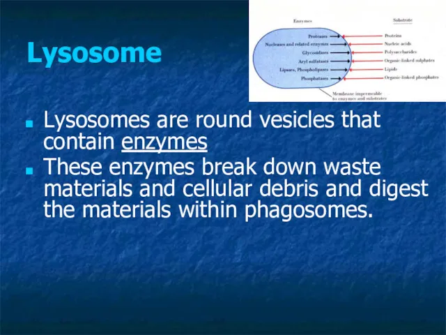 Lysosome Lysosomes are round vesicles that contain enzymes These enzymes