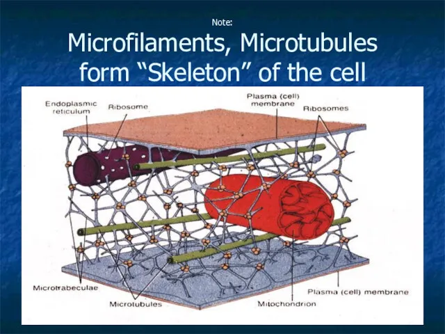 Note: Microfilaments, Microtubules form “Skeleton” of the cell