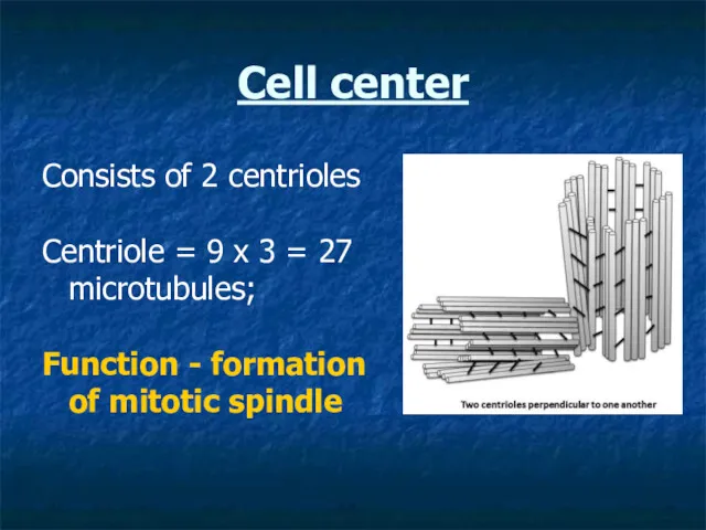 Cell center Consists of 2 centrioles Centriole = 9 x 3 = 27