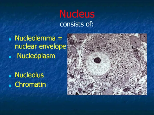 Nucleus consists of: Nucleolemma = nuclear envelope Nucleoplasm Nucleolus Chromatin