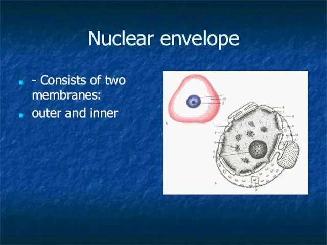 Nuclear envelope - Consists of two membranes: outer and inner