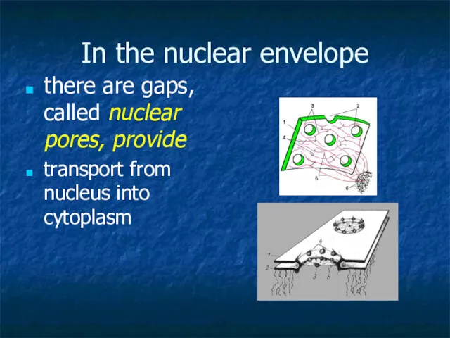In the nuclear envelope there are gaps, called nuclear pores, provide transport from nucleus into cytoplasm