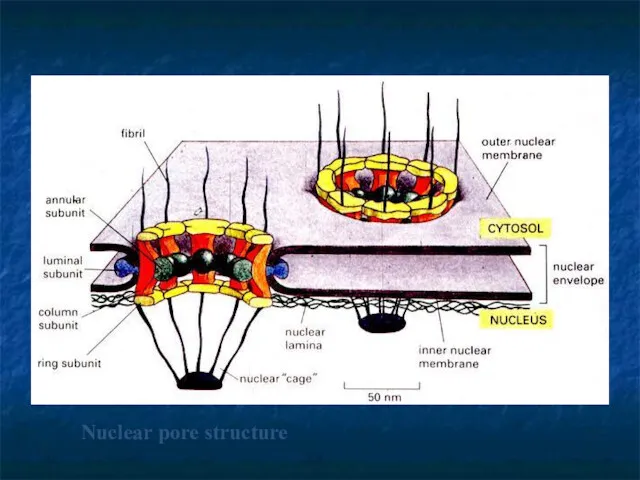 Nuclear pore structure