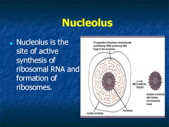 Nucleolus Nucleolus is the site of active synthesis of ribosomal RNA and formation of ribosomes.