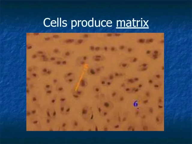 Cells produce matrix