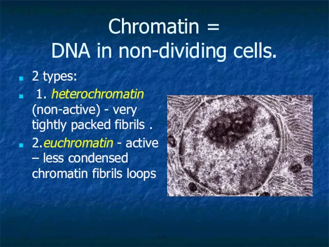 Chromatin = DNA in non-dividing cells. 2 types: 1. heterochromatin (non-active) - very