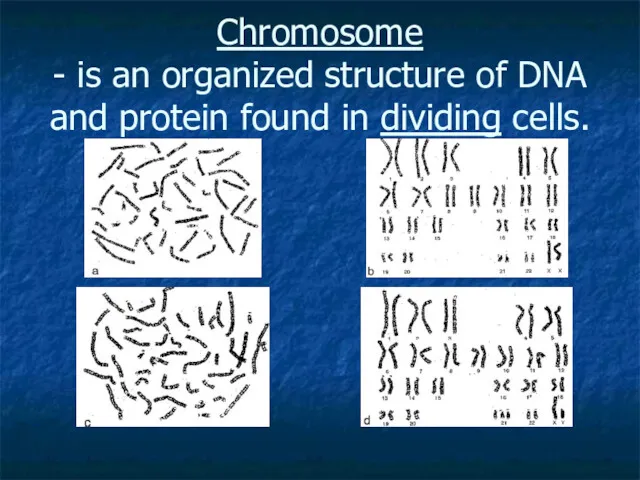 Chromosome - is an organized structure of DNA and protein found in dividing cells.