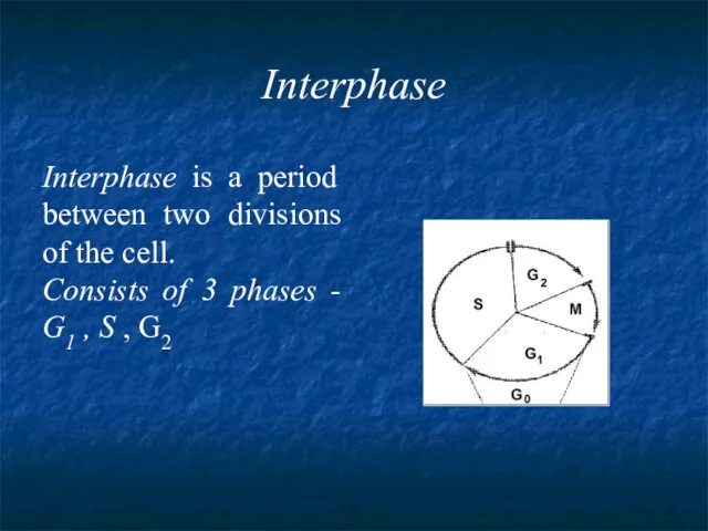 Interphase Interphase is a period between two divisions of the cell. Consists of