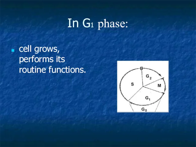 In G1 phase: cell grows, performs its routine functions.