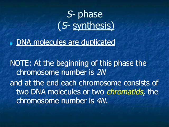 S- phase (S- synthesis) DNA molecules are duplicated NOTE: At the beginning of