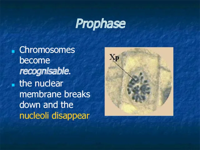 Prophase Chromosomes become recognisable. the nuclear membrane breaks down and the nucleoli disappear
