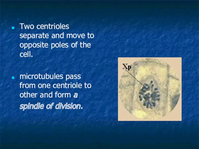 Two centrioles separate and move to opposite poles of the cell. microtubules pass