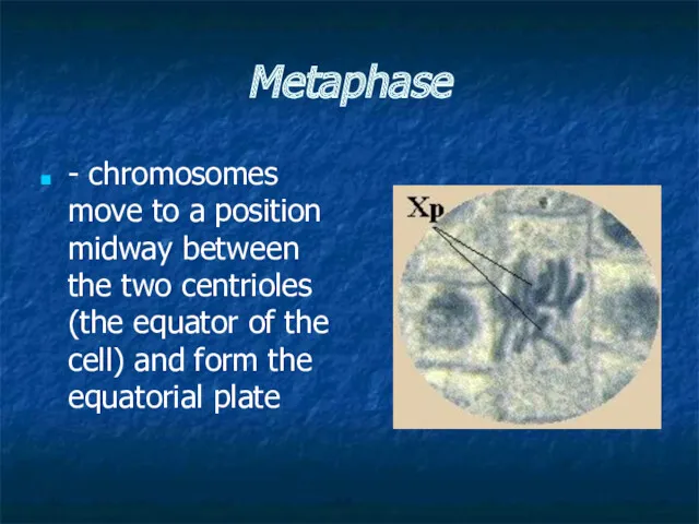 Metaphase - chromosomes move to a position midway between the two centrioles (the