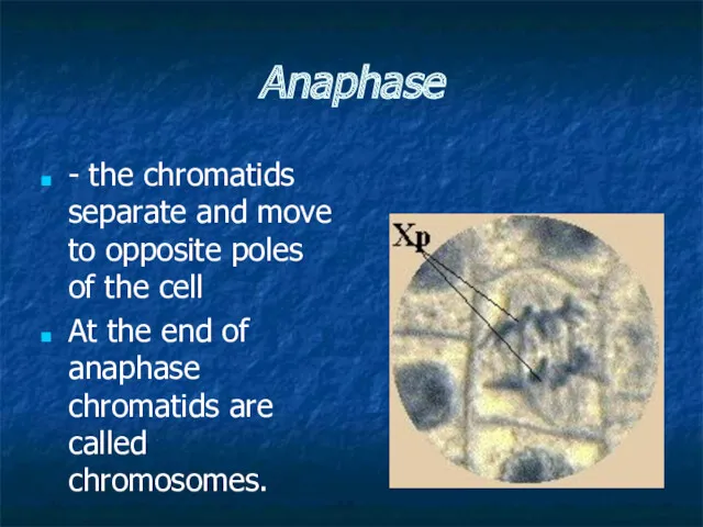 Anaphase - the chromatids separate and move to opposite poles