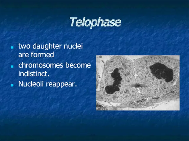 Telophase two daughter nuclei are formed chromosomes become indistinct. Nucleoli reappear.