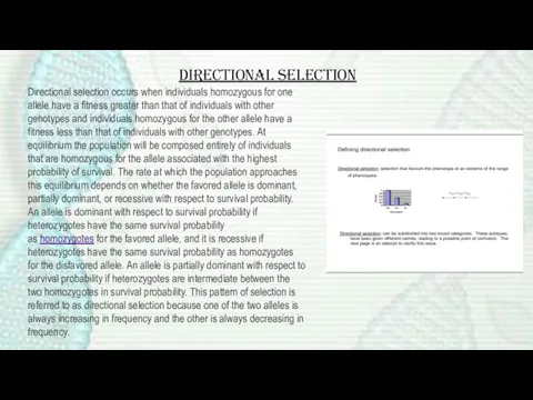 Directional selection occurs when individuals homozygous for one allele have