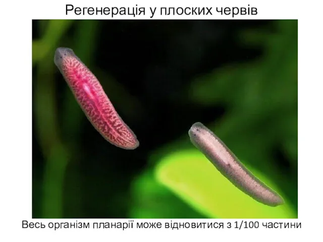 Регенерація у плоских червів Весь організм планарії може відновитися з 1/100 частини