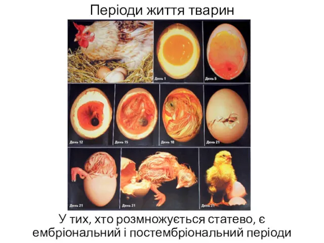 Періоди життя тварин У тих, хто розмножується статево, є ембріональний і постембріональний періоди