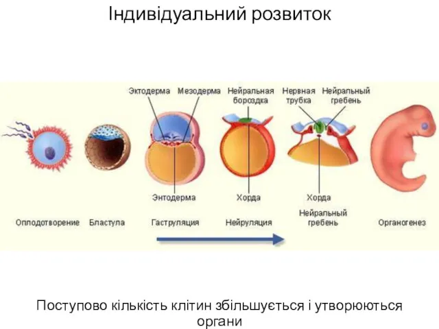 Індивідуальний розвиток Поступово кількість клітин збільшується і утворюються органи