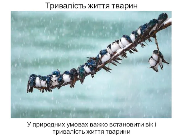 Тривалість життя тварин У природних умовах важко встановити вік і тривалість життя тварини