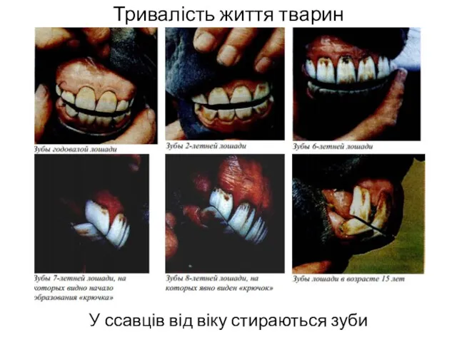 Тривалість життя тварин У ссавців від віку стираються зуби