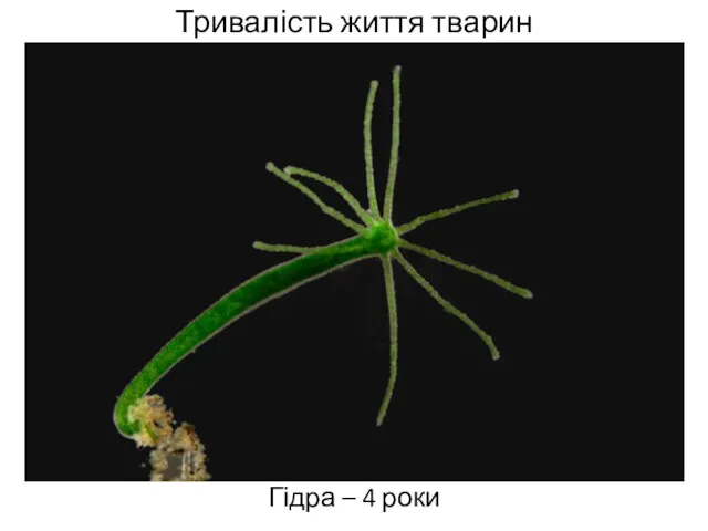 Тривалість життя тварин Гідра – 4 роки