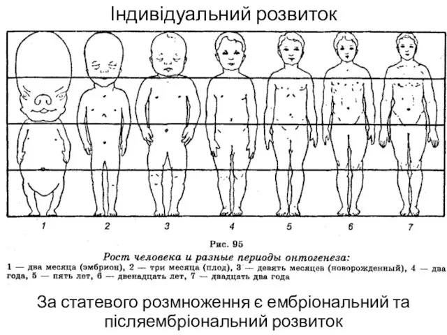 Індивідуальний розвиток За статевого розмноження є ембріональний та післяембріональний розвиток