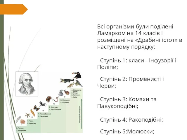 Всі організми були поділені Ламарком на 14 класів і розміщені на «Драбині істот»