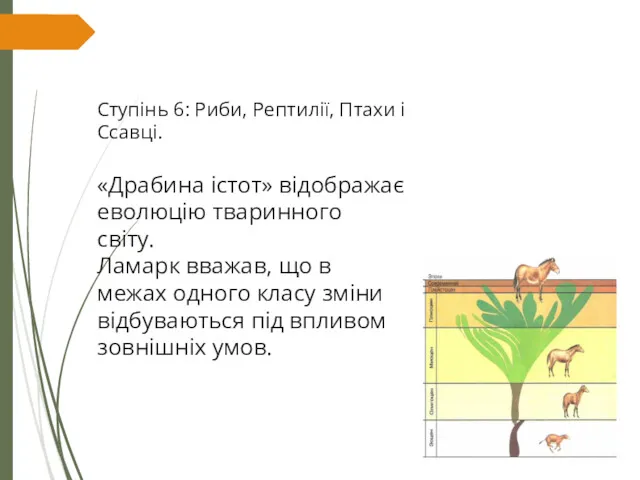 Ступінь 6: Риби, Рептилії, Птахи і Ссавці. «Драбина істот» відображає еволюцію тваринного світу.