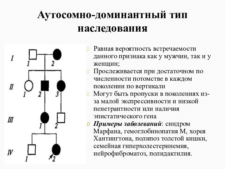 Аутосомно-доминантный тип наследования Равная вероятность встречаемости данного признака как у