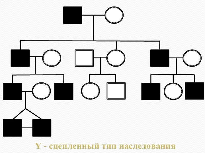 Y - сцепленный тип наследования