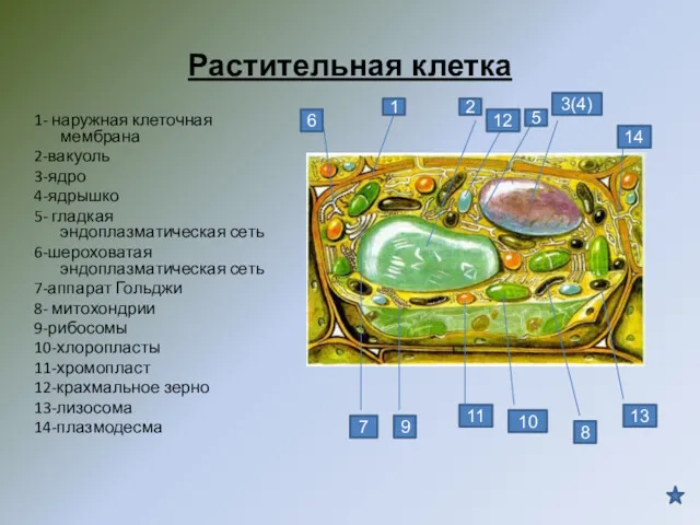 Растительная клетка 1- наружная клеточная мембрана 2-вакуоль 3-ядро 4-ядрышко 5-