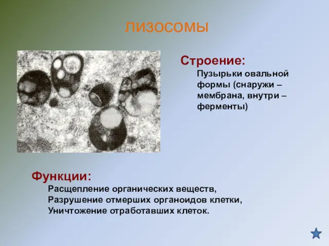 Строение: Пузырьки овальной формы (снаружи – мембрана, внутри – ферменты)