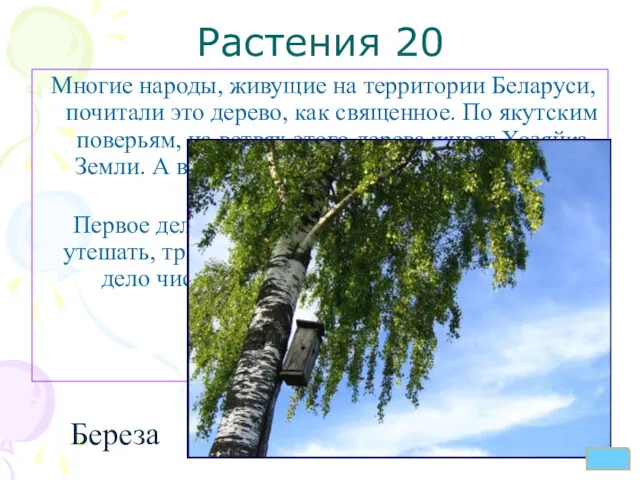 Растения 20 Многие народы, живущие на территории Беларуси, почитали это дерево, как священное.