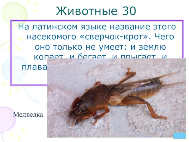 Животные 30 На латинском языке название этого насекомого «сверчок-крот». Чего оно только не