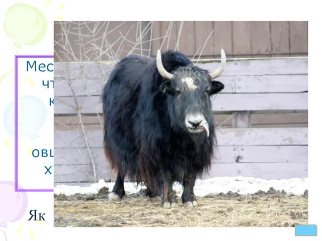 Животные 40 Местные жители Алтая утверждают, что это животное сочетает в себе качества