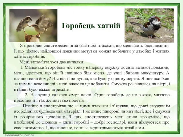 Горобець хатній Я проводив спостереження за багатьма птахами, що мешкають