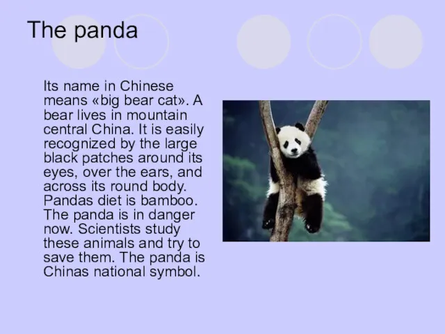 The panda Its name in Chinese means «big bear cat».