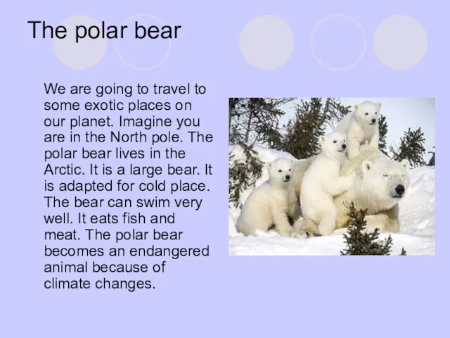 The polar bear We are going to travel to some